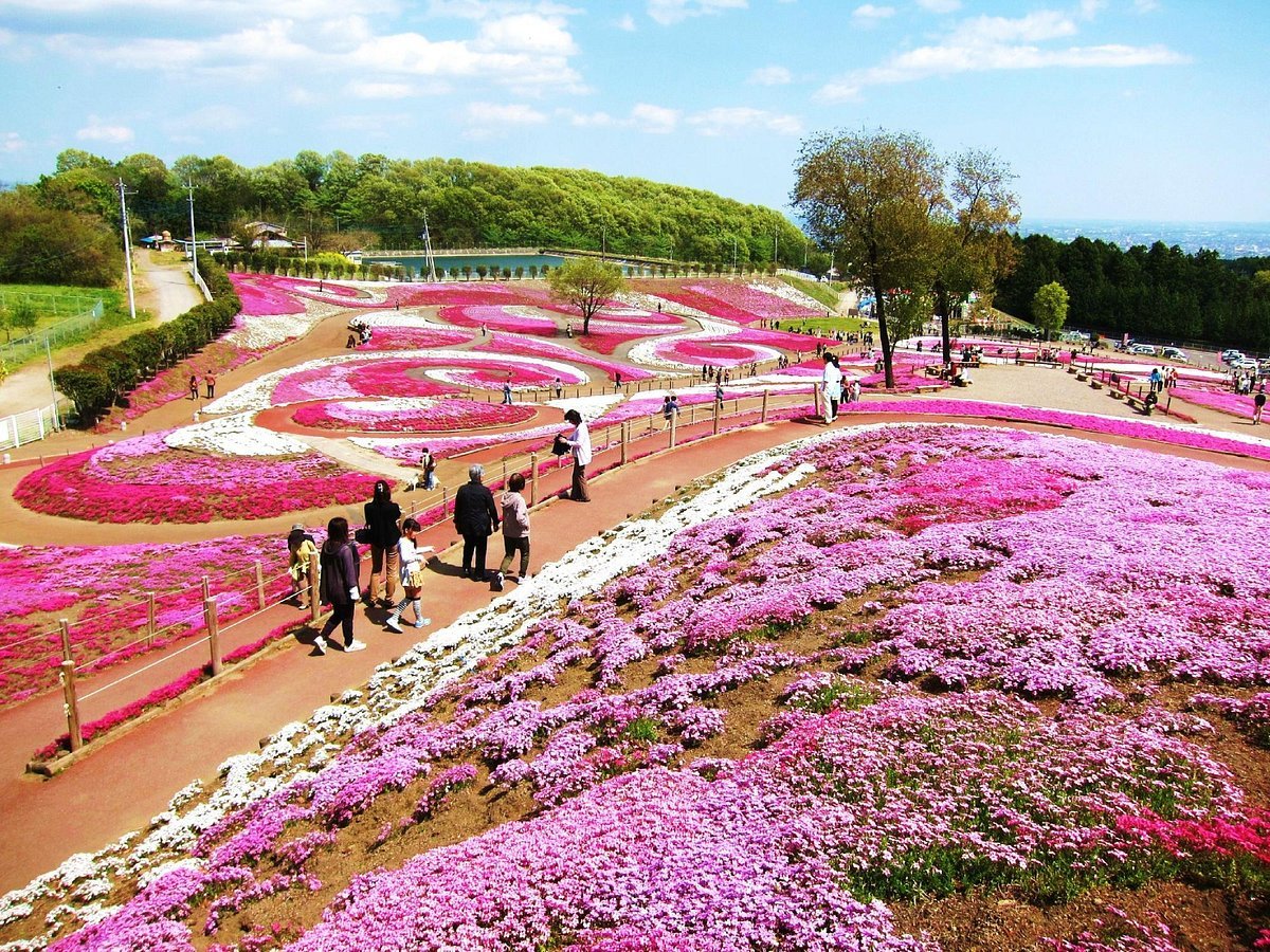 🌸 미사토 꽃잔디 공원(미사토 시바자쿠라 코엔) 이미지 7